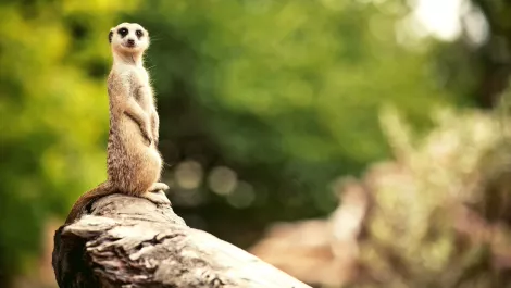 Meerkat